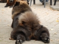 16b-DSC_3636