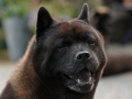 16b-DSC_9301