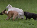 17_07-500-DSC_4022
