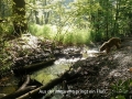 Aus_der_Mitte_entspringt_ein_Fluss_2017