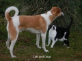 Cats_and_Dogs_2017