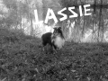 Lassie_2017