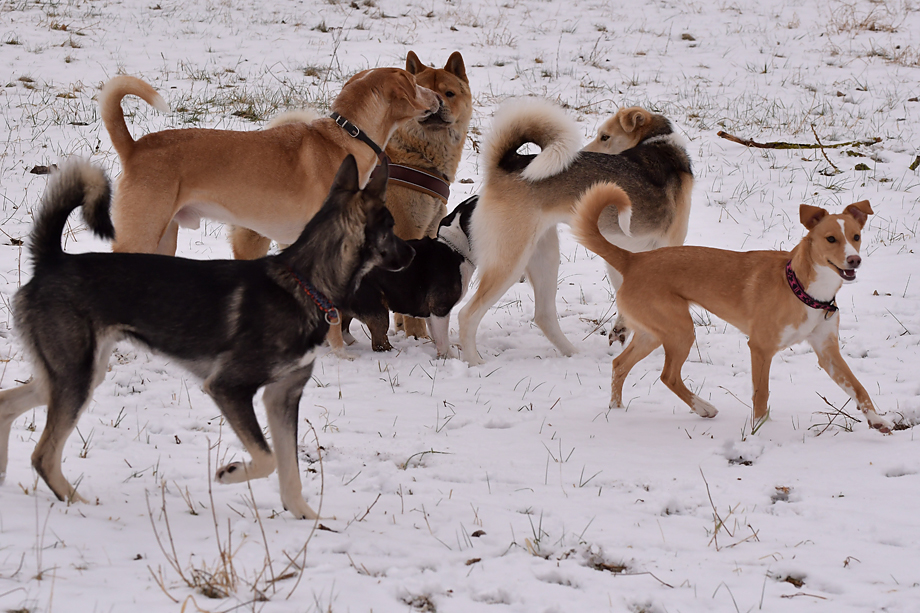 ein-hundeblog_DSC_9801