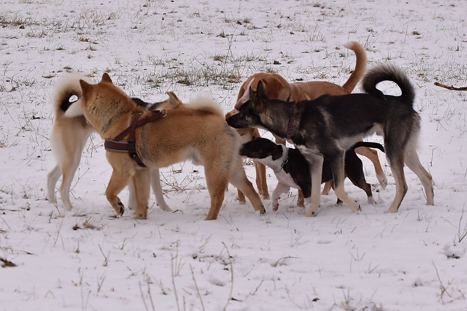ein_hundeblog_1