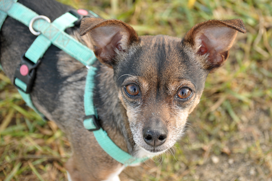 ein_hundeblog_DSC_3707