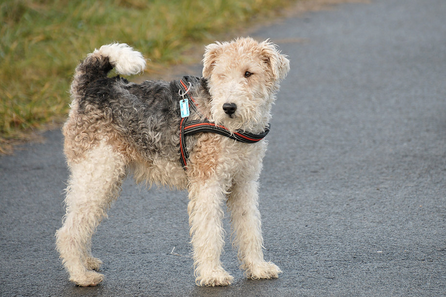 ein_hundeblog_DSC_3780