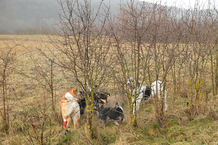 ein_hundeblog_DSC_3782