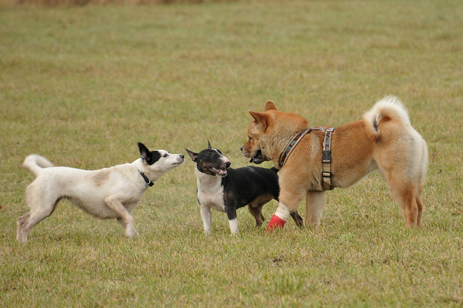 ein_hundeblog_DSC_3874