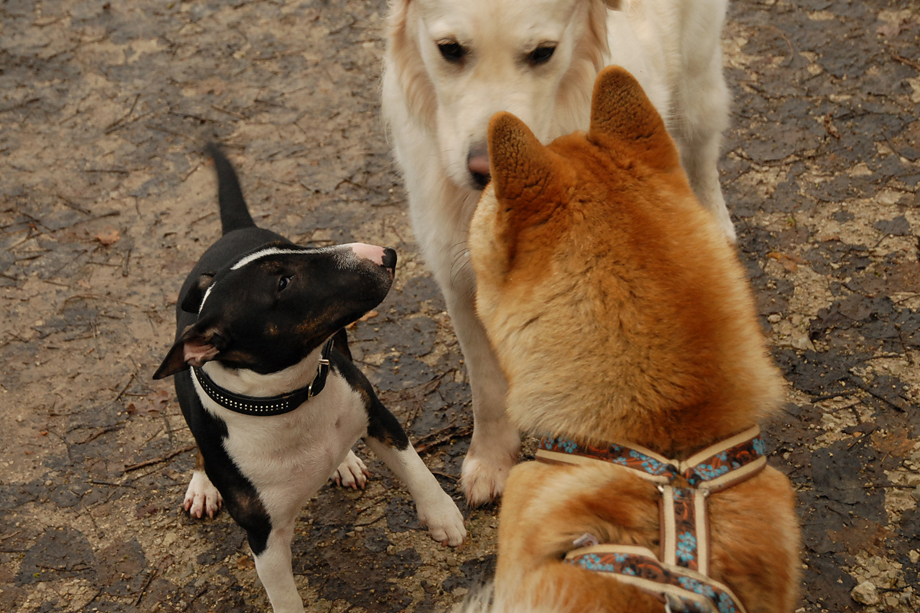 ein_hundeblog_DSC_7837