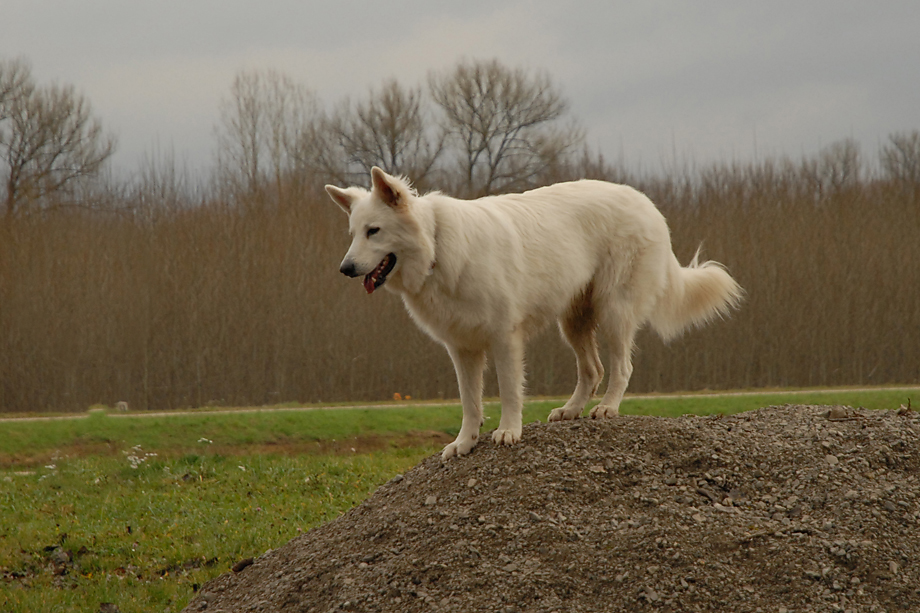 ein_hundeblog_DSC_7849