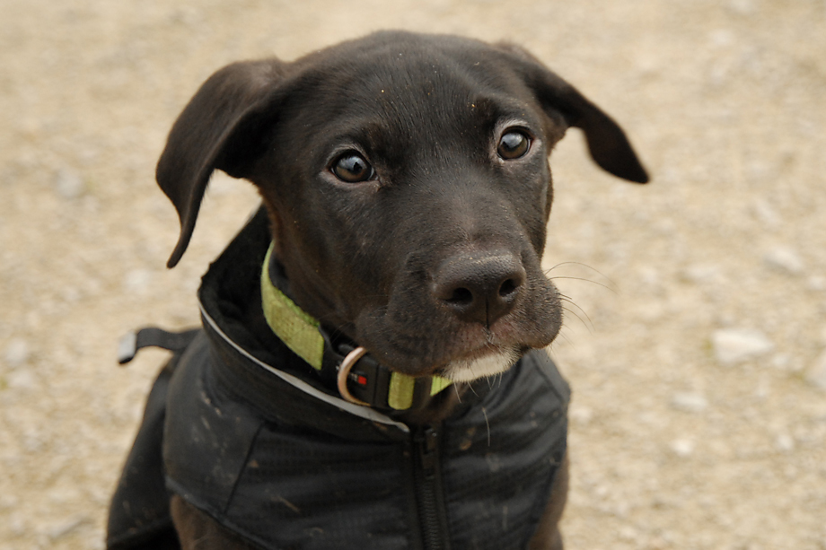 ein_hundeblog_DSC_7873