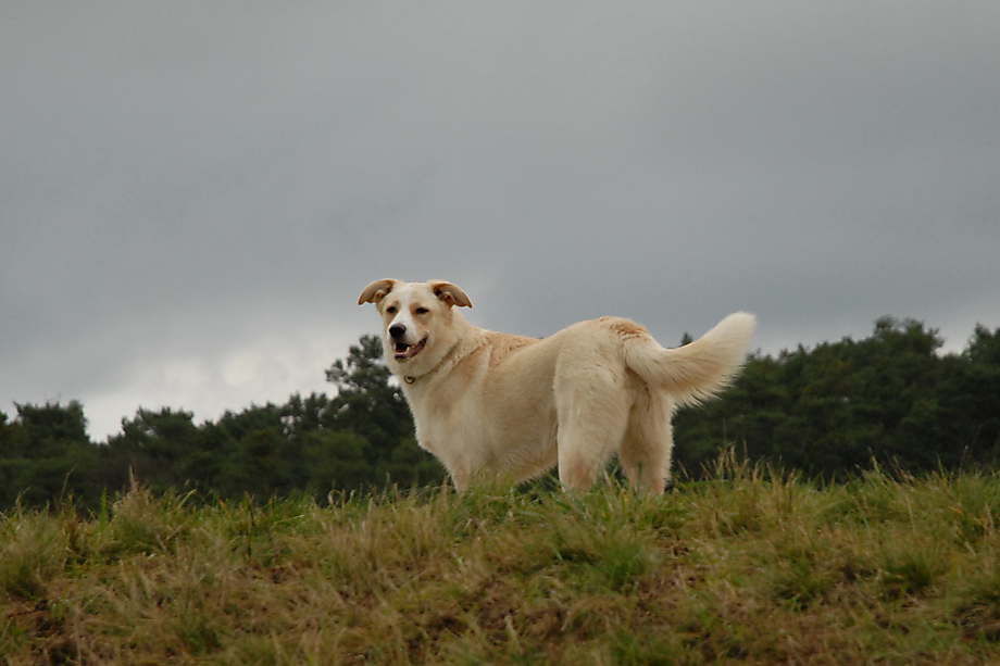 ein_hundeblog_DSC_7935