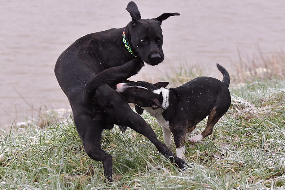 ein_hundeblog_DSC_9107