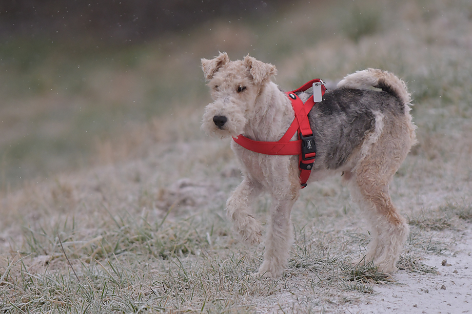 ein_hundeblog_DSC_9127