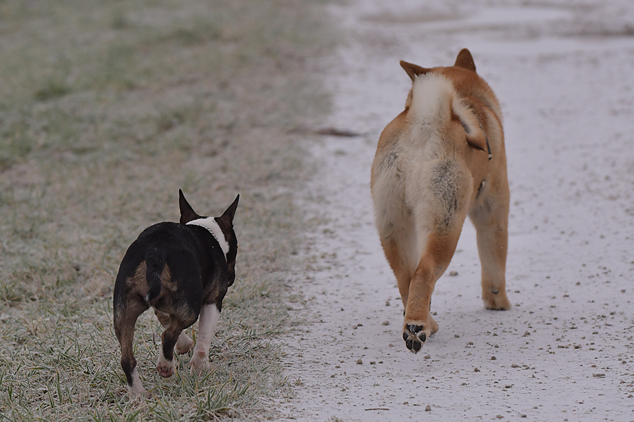 ein_hundeblog_DSC_9130