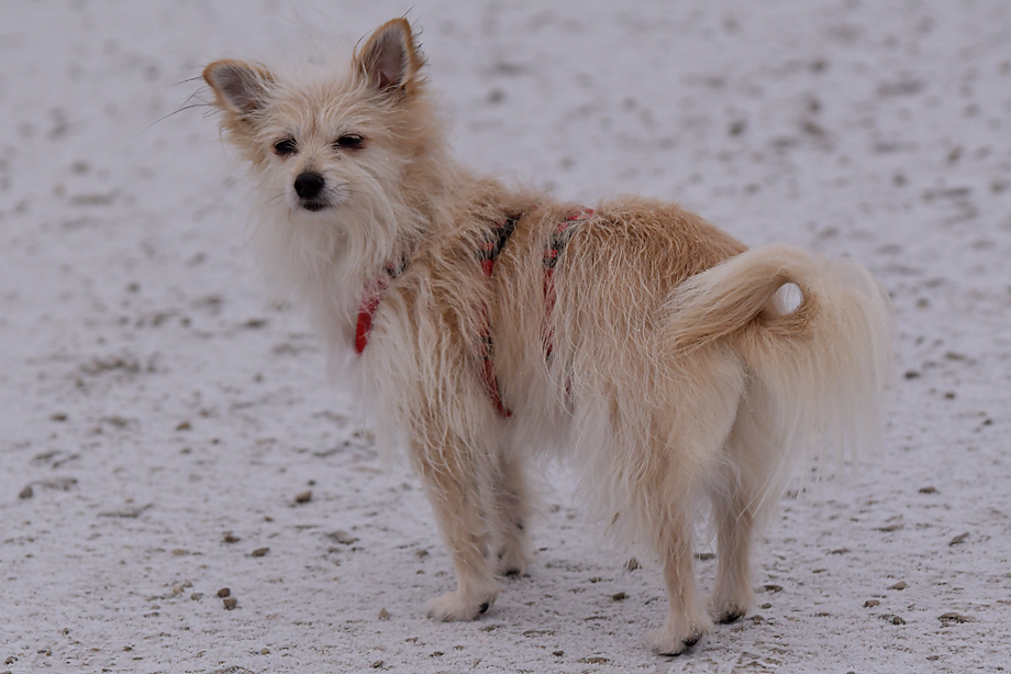 ein_hundeblog_DSC_9143