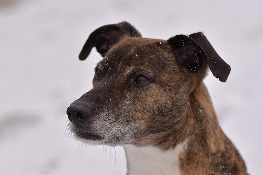 ein_hundeblog_DSC_9263