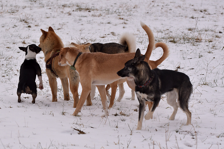 ein_hundeblog_DSC_9796