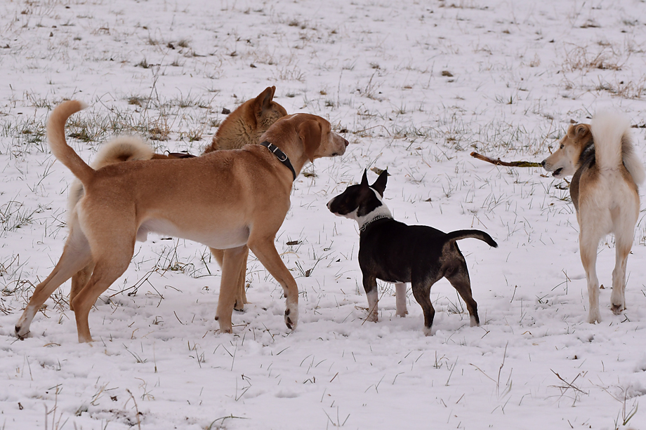 ein_hundeblog_DSC_9804