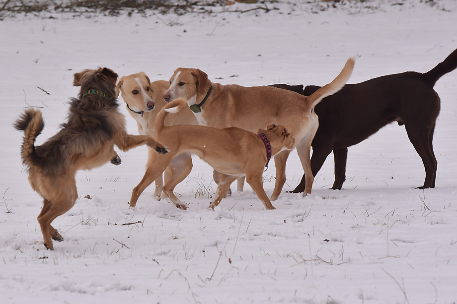 ein_hundeblog_DSC_9818