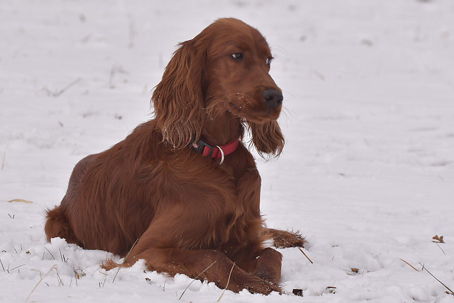 ein_hundeblog_DSC_9835