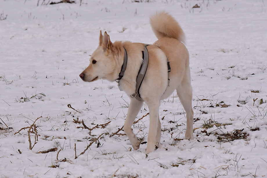 ein_hundeblog_DSC_9844