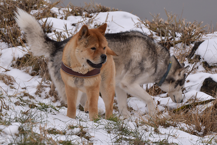 ein_hundeblog_DSC_9847