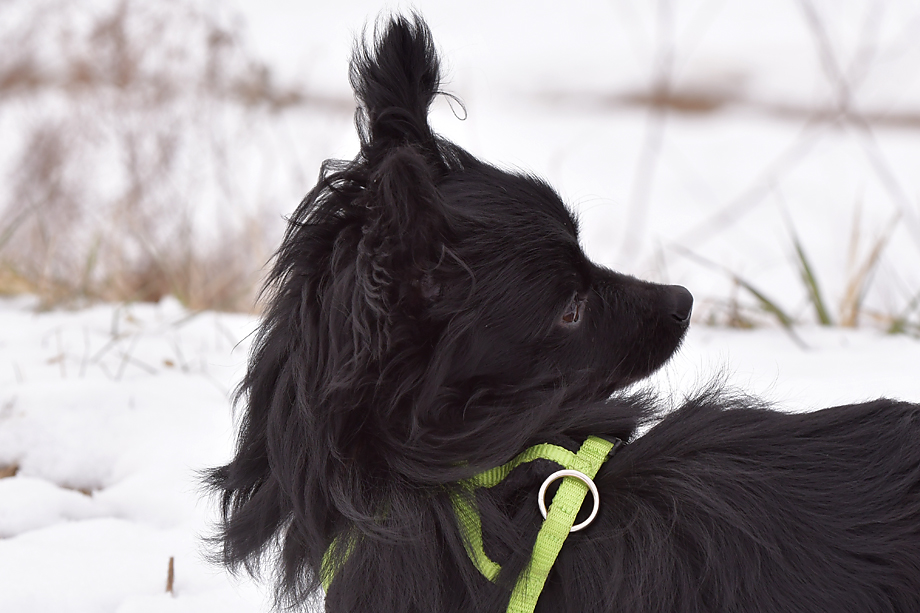 ein_hundeblog_DSC_9870