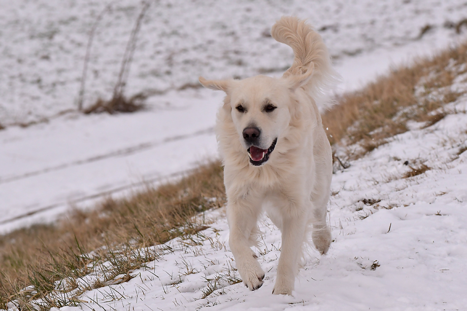ein_hundeblog_DSC_9874