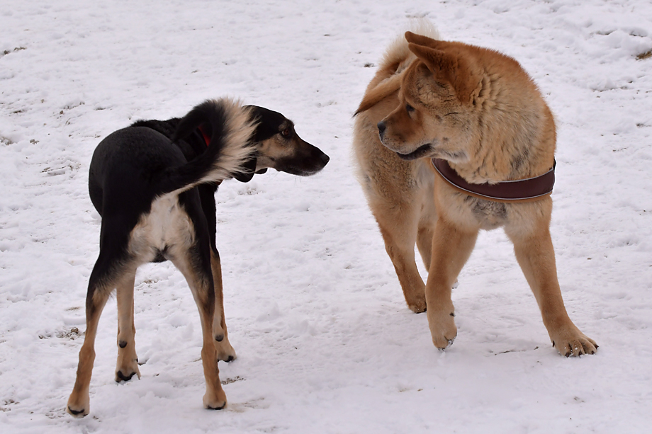 ein_hundeblog_DSC_9879