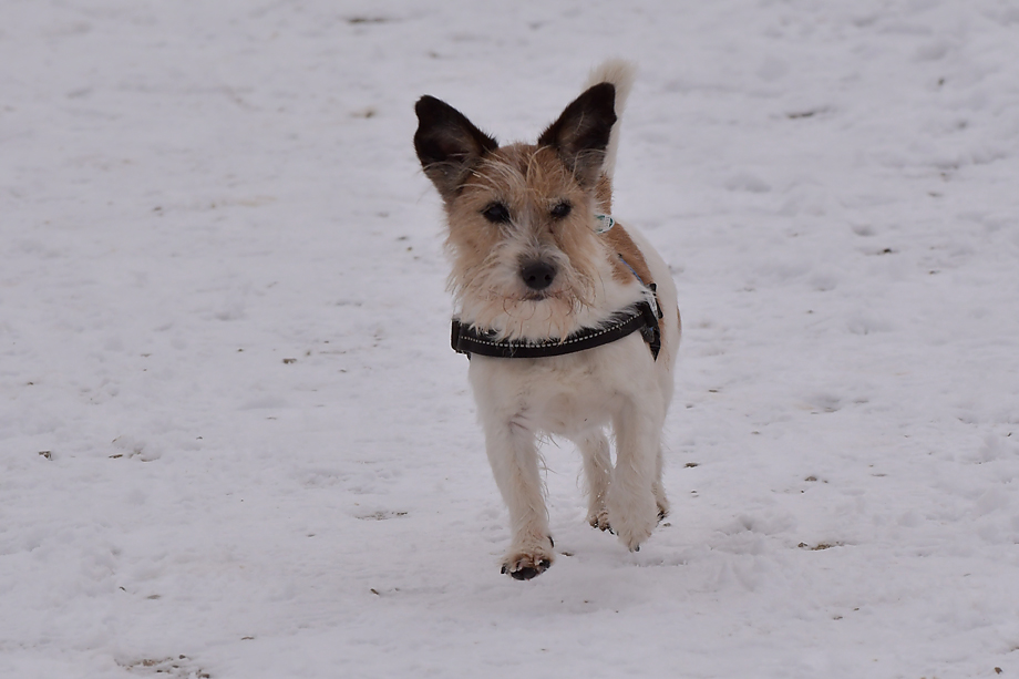 ein_hundeblog_DSC_9902
