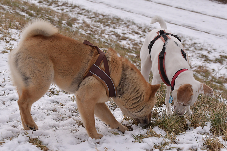 ein_hundeblog_DSC_9913
