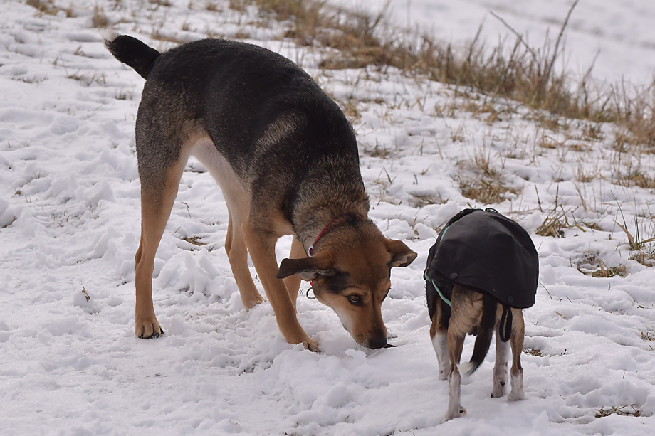 ein_hundeblog_DSC_9919
