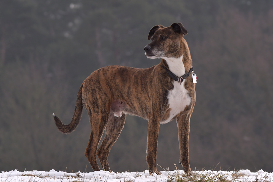 ein_hundeblog_DSC_9937