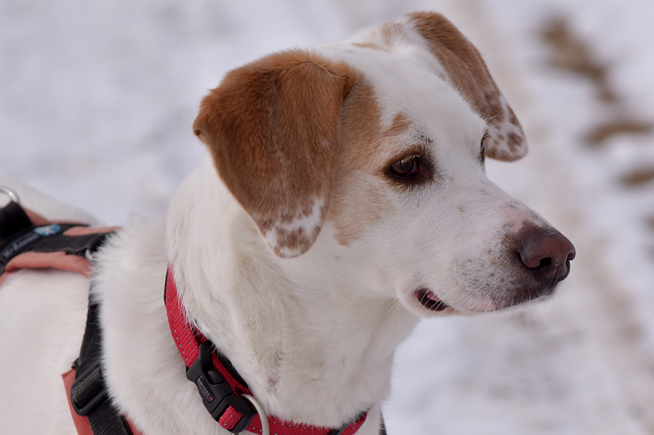 ein_hundeblog_DSC_9976