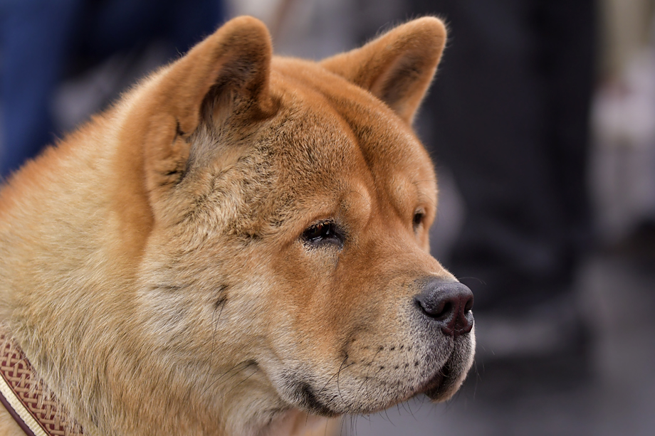Motsi_Fiete_2018_01-500-DSC_8630