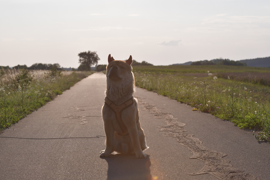 ein_hundeblog_motsi_fiete_2018_contest_1