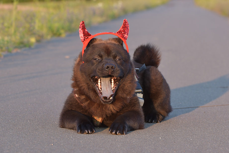 ein_hundeblog_motsi_fiete_2018_contest_10