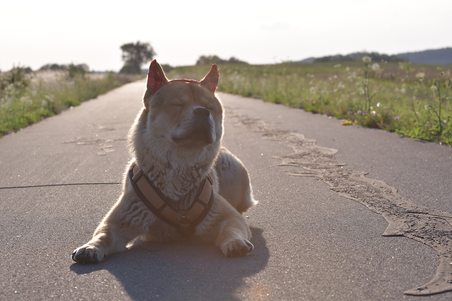 ein_hundeblog_motsi_fiete_2018_contest_2