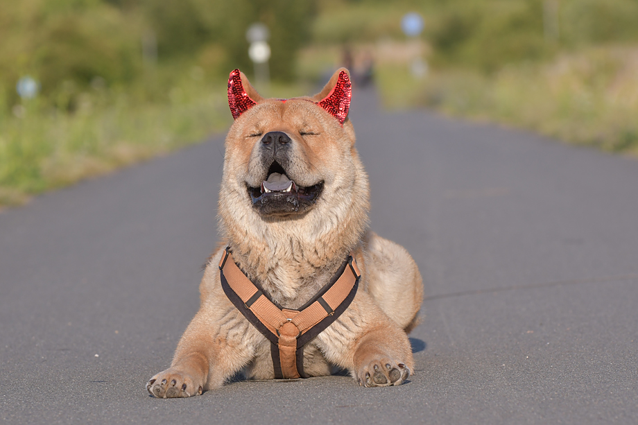 ein_hundeblog_motsi_fiete_2018_contest_3