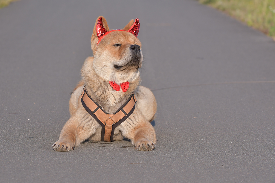ein_hundeblog_motsi_fiete_2018_contest_4