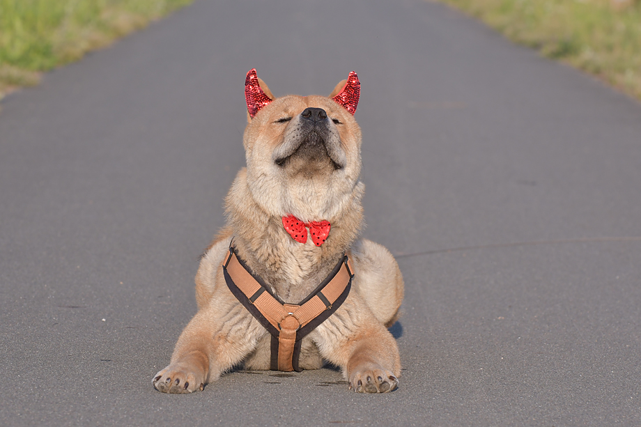 ein_hundeblog_motsi_fiete_2018_contest_5