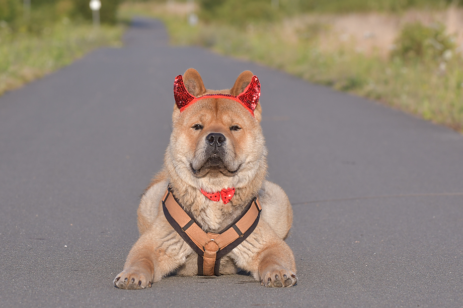 ein_hundeblog_motsi_fiete_2018_contest_6