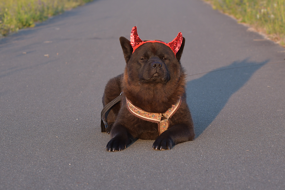 ein_hundeblog_motsi_fiete_2018_contest_7