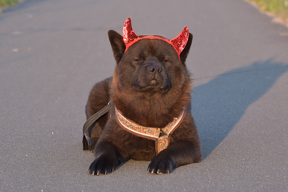 ein_hundeblog_motsi_fiete_2018_contest_8