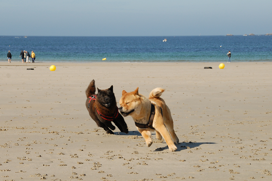 Chow_und_Meer_DSC_3566