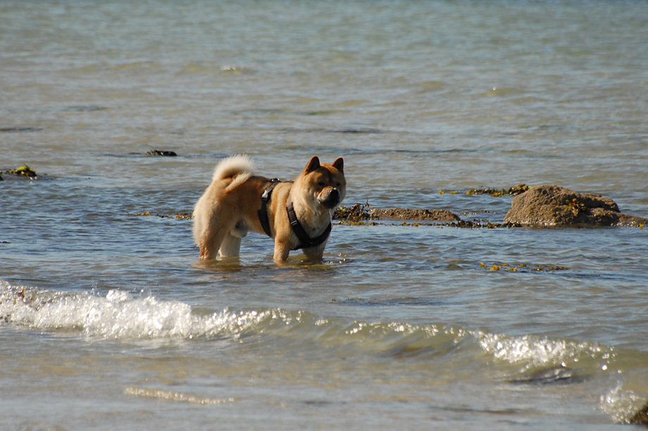 Chow_und_Meer_DSC_3616