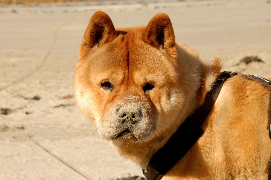 Chow_und_Meer_DSC_3623