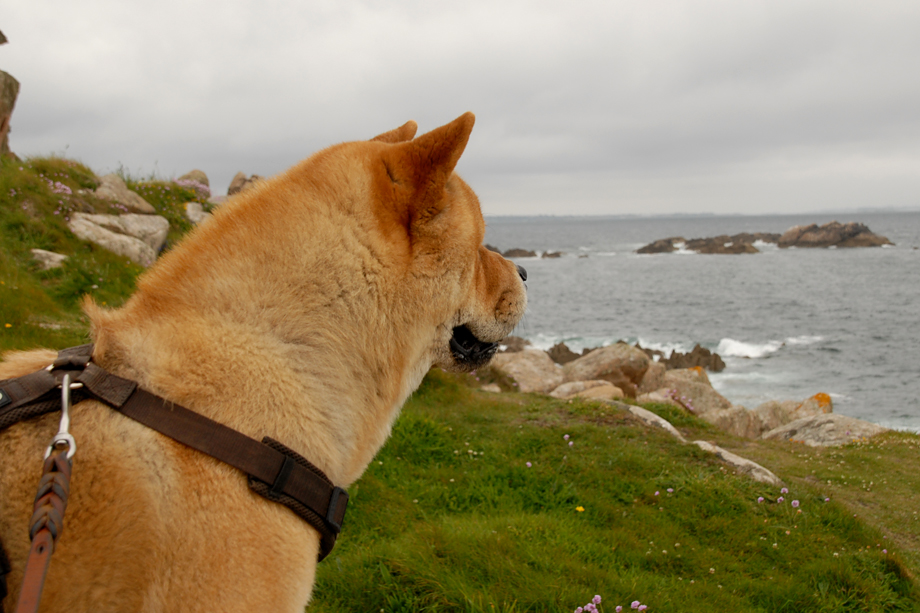 Chow_und_Meer_DSC_3717