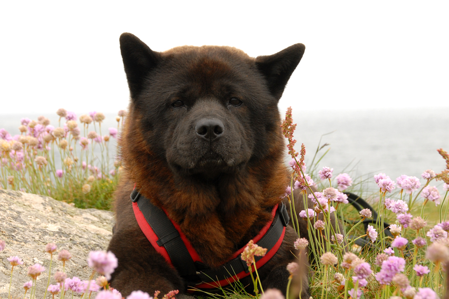 Chow_und_Meer_DSC_3731